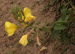 Image of redsepal evening primrose