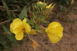 Image of redsepal evening primrose