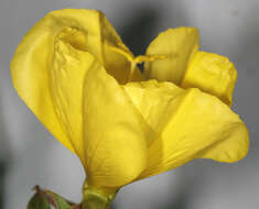 Image of redsepal evening primrose