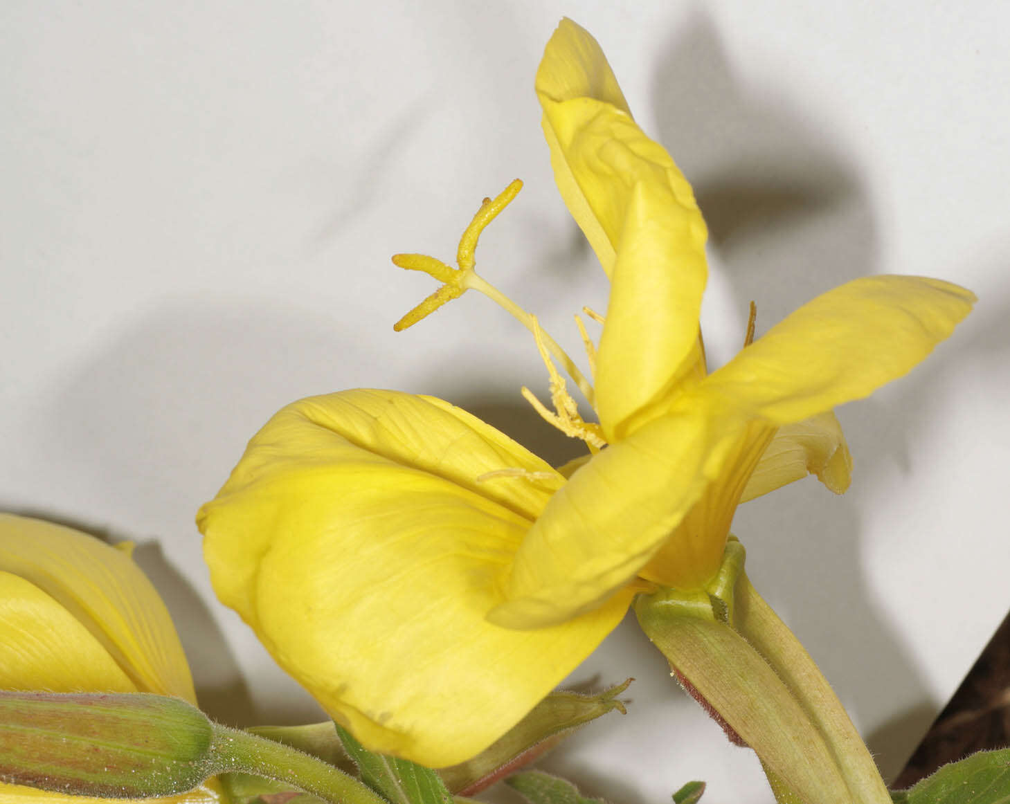 Image of redsepal evening primrose