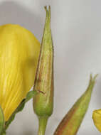 Image of redsepal evening primrose