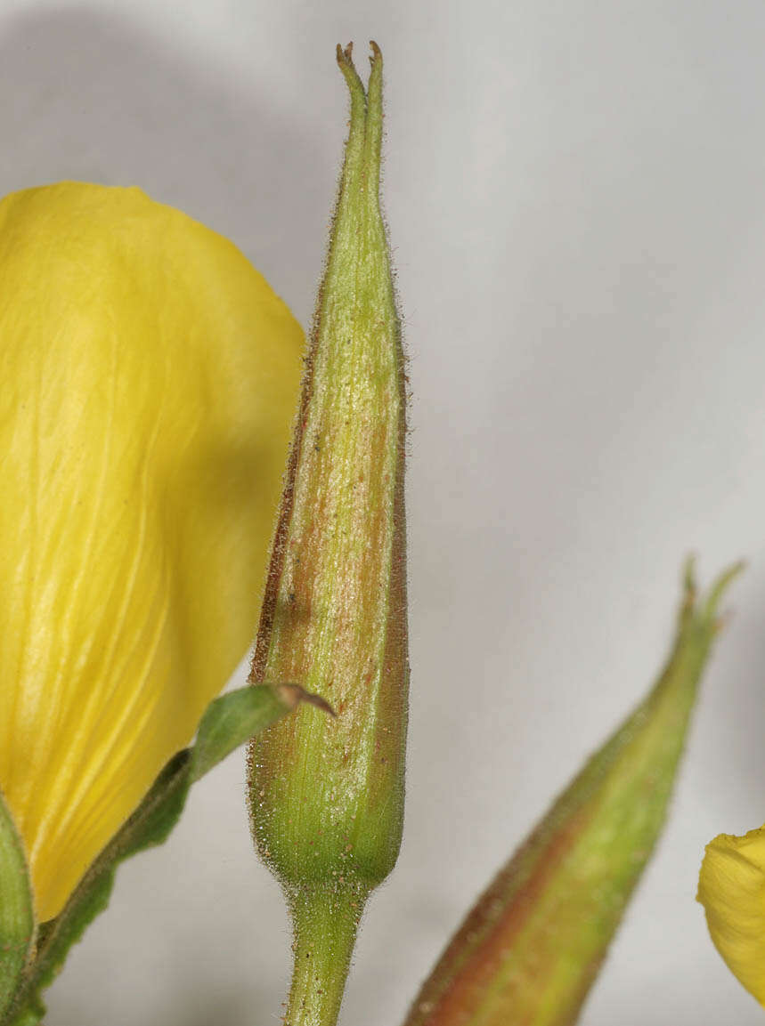 Image of redsepal evening primrose