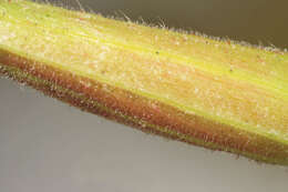 Image of redsepal evening primrose