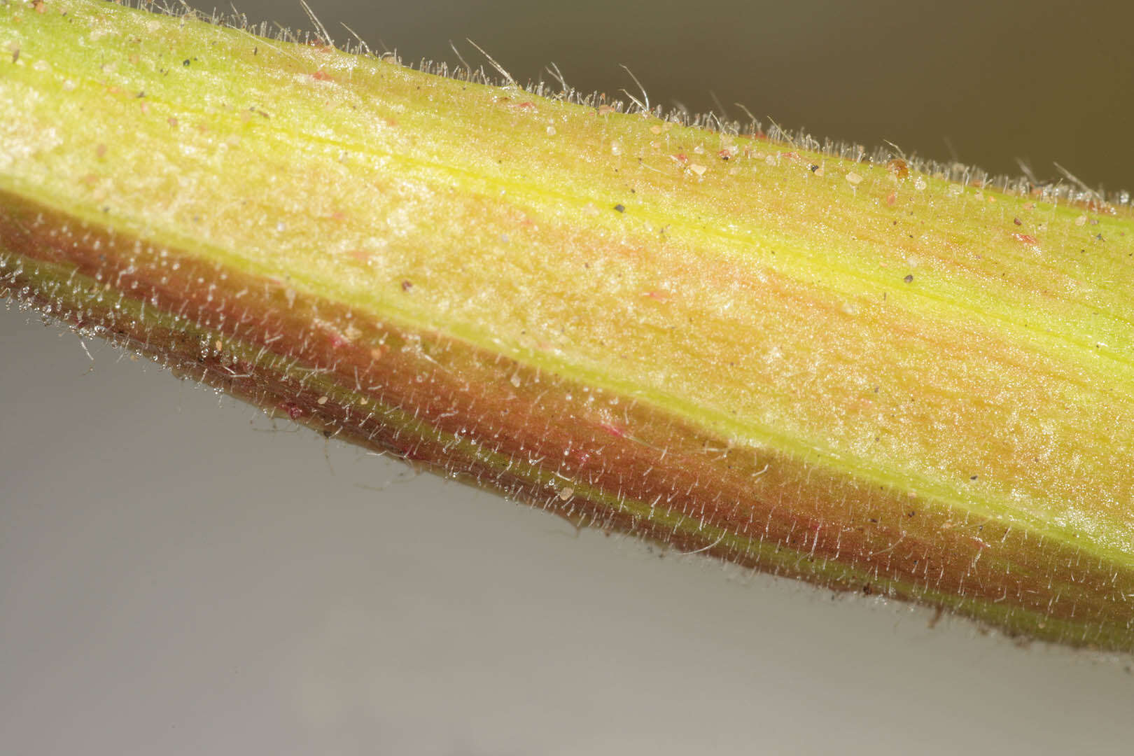 Imagem de Oenothera glazioviana M. Micheli