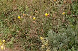 Imagem de Oenothera stricta Link