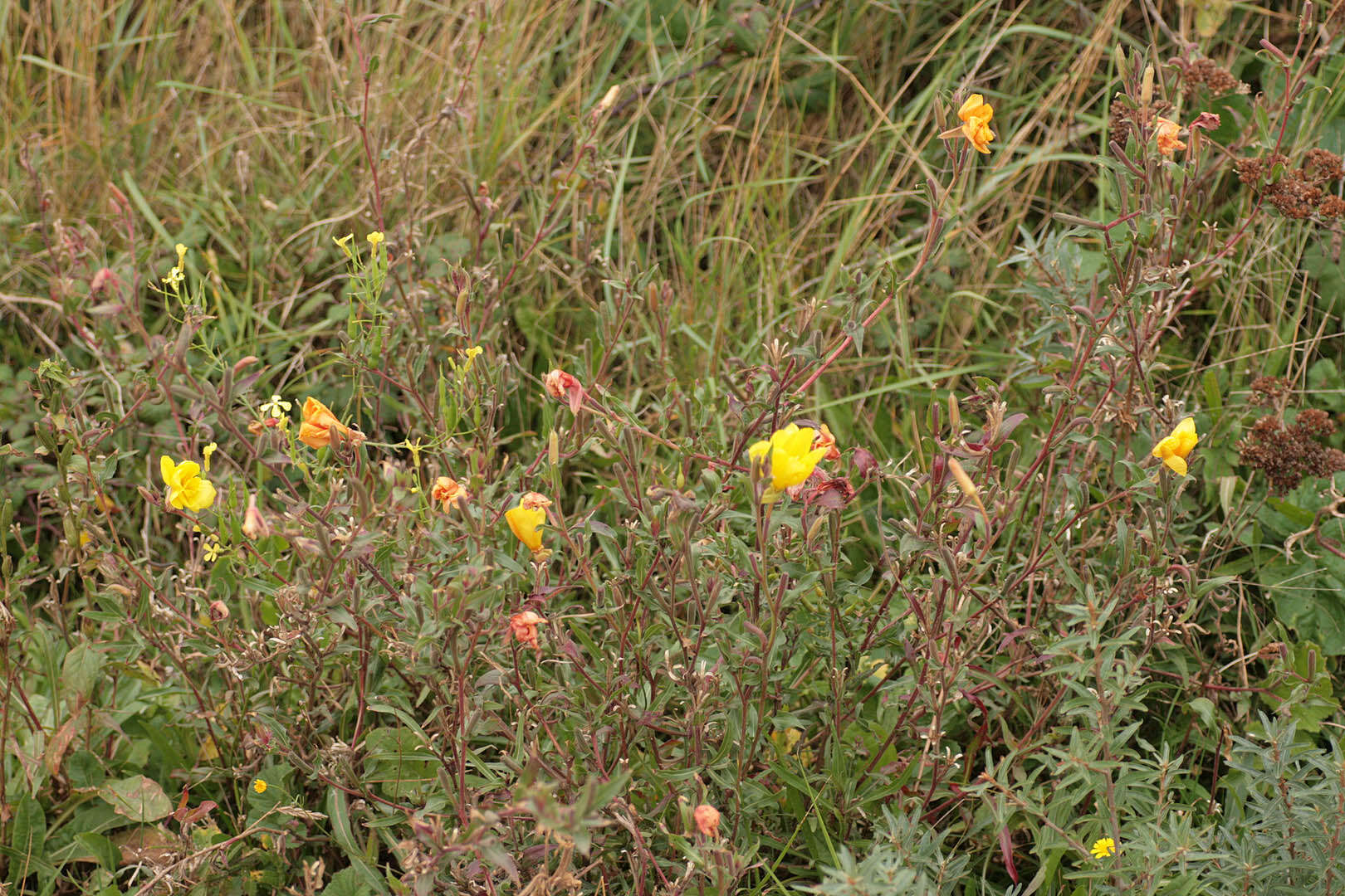 Imagem de Oenothera stricta Link