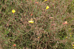 Imagem de Oenothera stricta Link