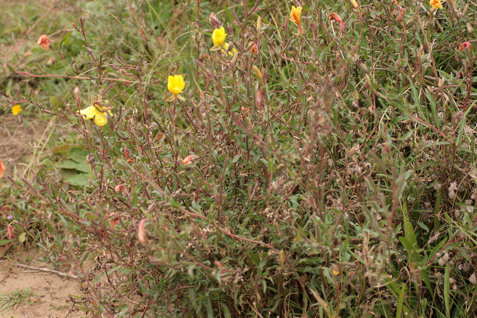 Imagem de Oenothera stricta Link