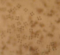 Image of Leratiomyces ceres (Cooke & Massee) Spooner & Bridge 2008