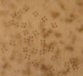 Image of Leratiomyces ceres (Cooke & Massee) Spooner & Bridge 2008