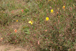 Imagem de Oenothera stricta Link