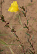 Imagem de Oenothera stricta Link