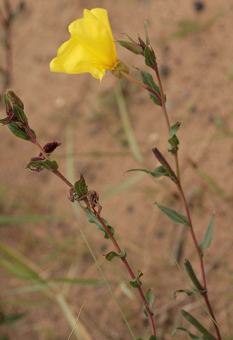 Imagem de Oenothera stricta Link