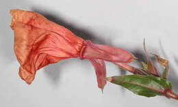 Imagem de Oenothera stricta Link