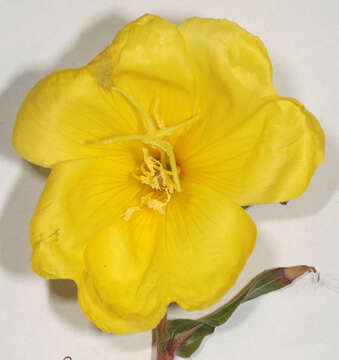 Image of Oenothera stricta Link