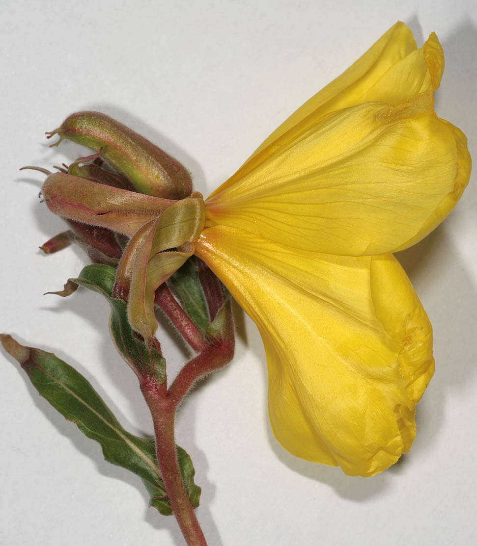 Imagem de Oenothera stricta Link