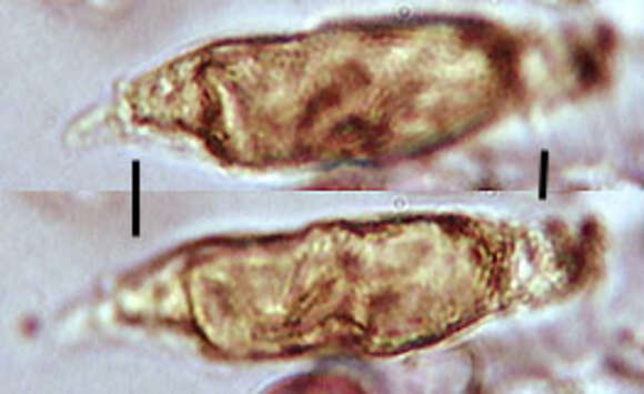 Image of Leratiomyces ceres (Cooke & Massee) Spooner & Bridge 2008