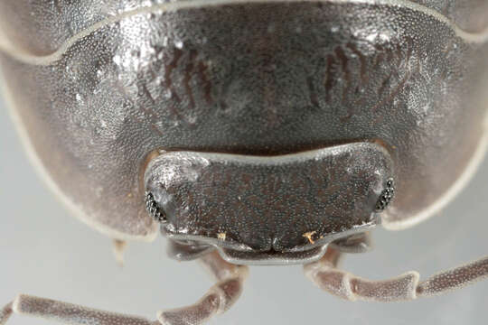 Image of Southern Pill Woodlouse