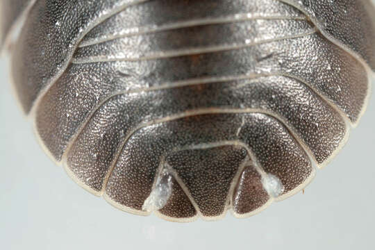 Image of Southern Pill Woodlouse