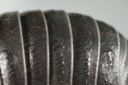 Image of Southern Pill Woodlouse