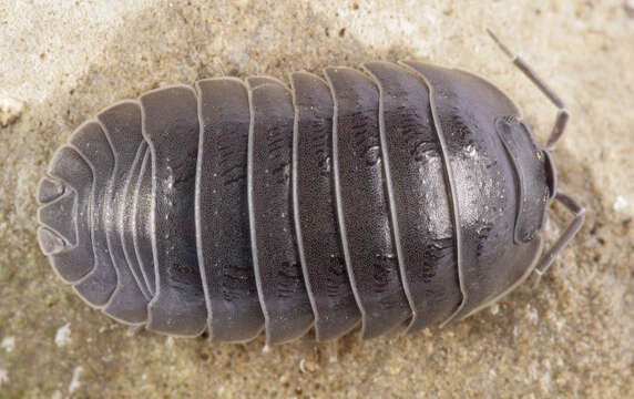 Image of Southern Pill Woodlouse