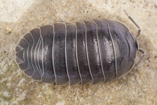 Image of Southern Pill Woodlouse