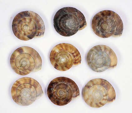 Image of Lapidary Snail