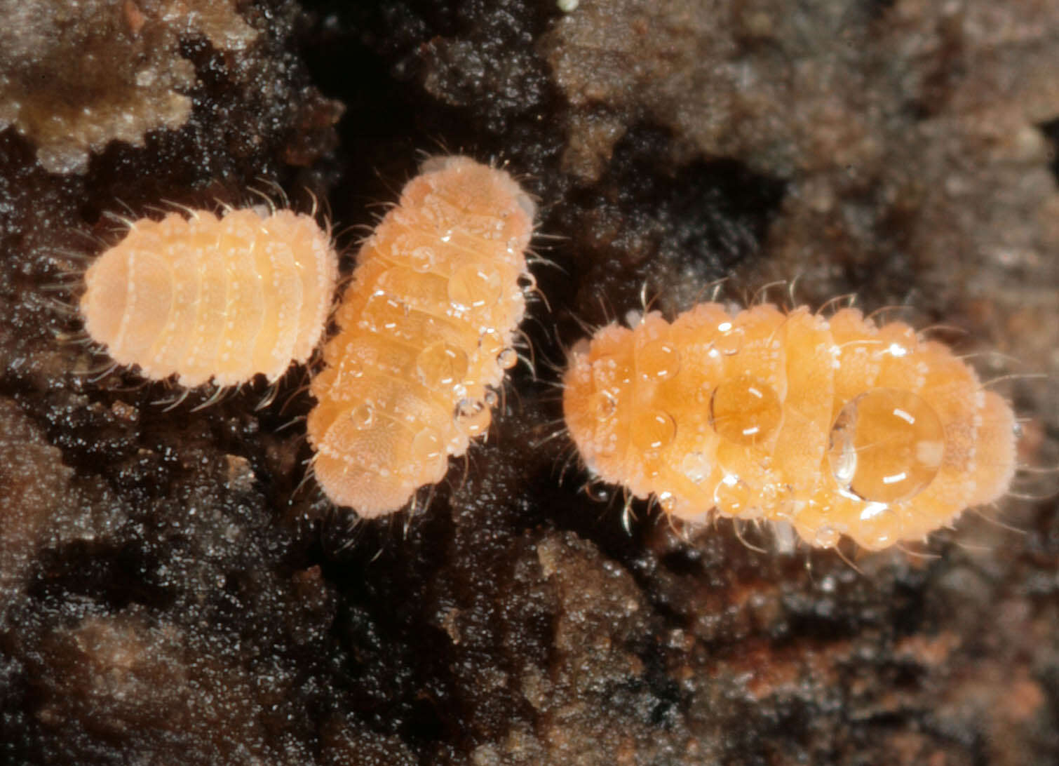 Image of Entognatha
