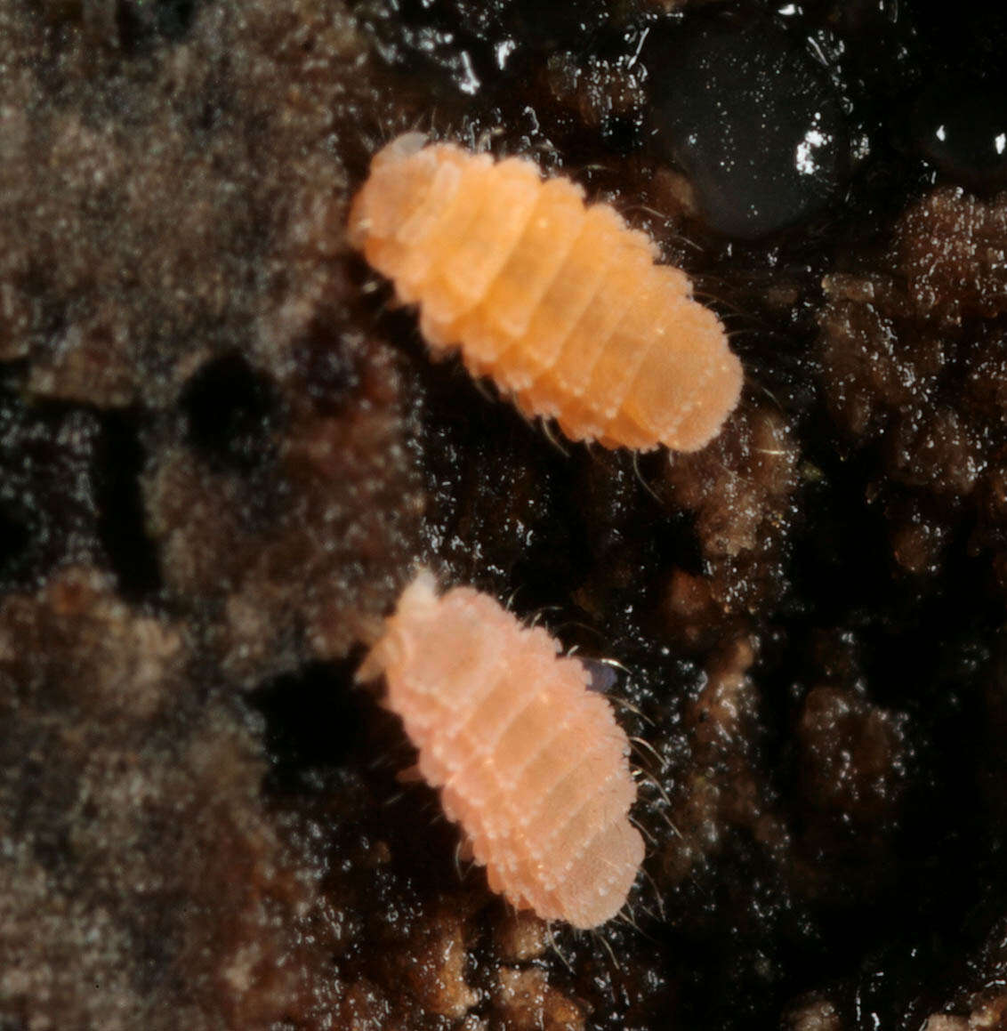 Image of Entognatha