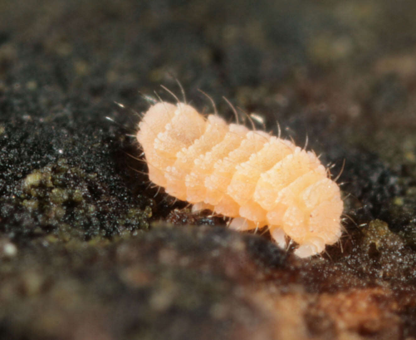 Image of Entognatha