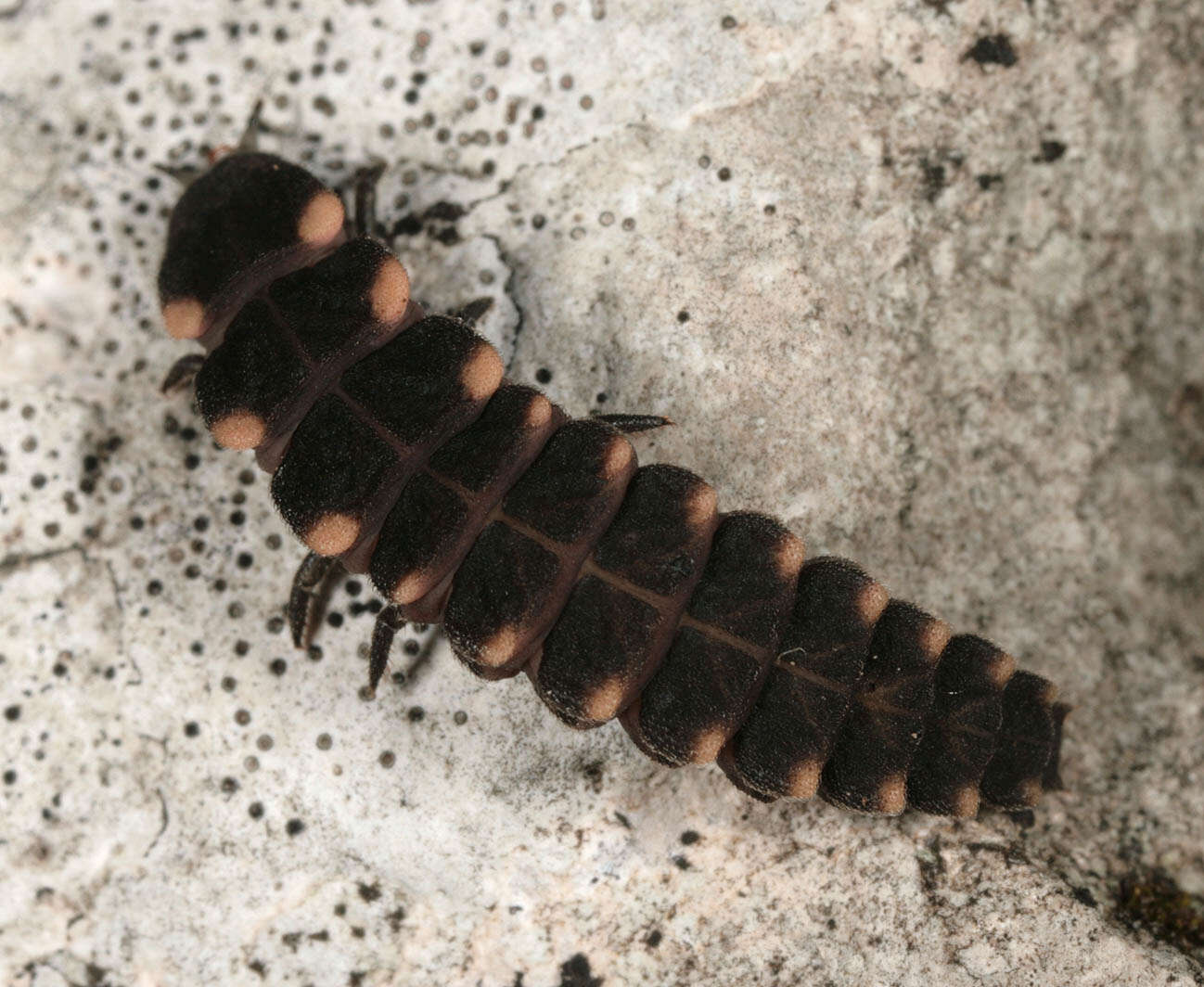 Image of common glow-worm