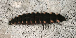 Image of common glow-worm