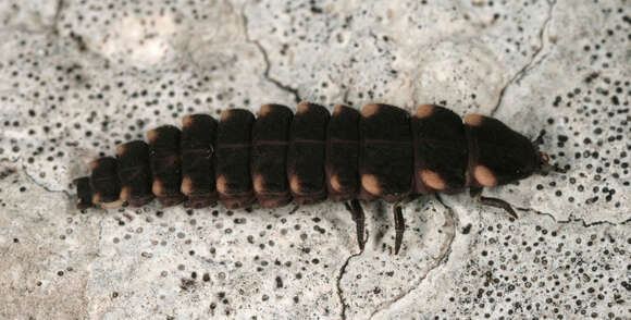 Image of common glow-worm