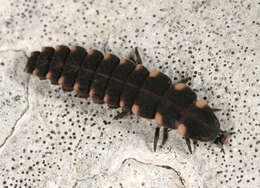 Image of common glow-worm