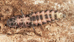 Image of common glow-worm