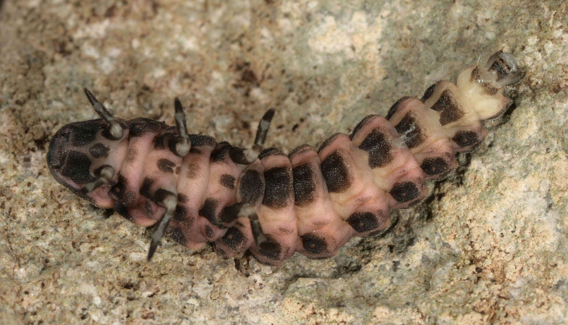 Image of common glow-worm