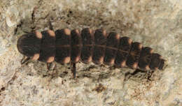 Image of common glow-worm