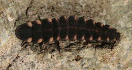 Image of common glow-worm