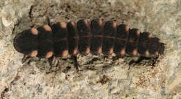 Image of common glow-worm