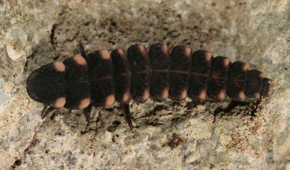 Image of common glow-worm