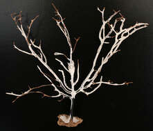 Image of Broad Sea Fan