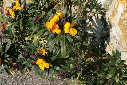 Image of Aegean wallflower