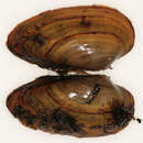 Image of Swollen River Mussel