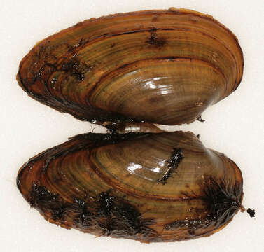 Image of Swollen River Mussel