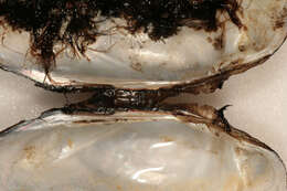 Image of Swollen River Mussel