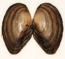 Image of duck mussel