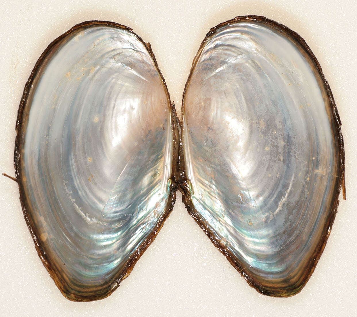 Image of duck mussel