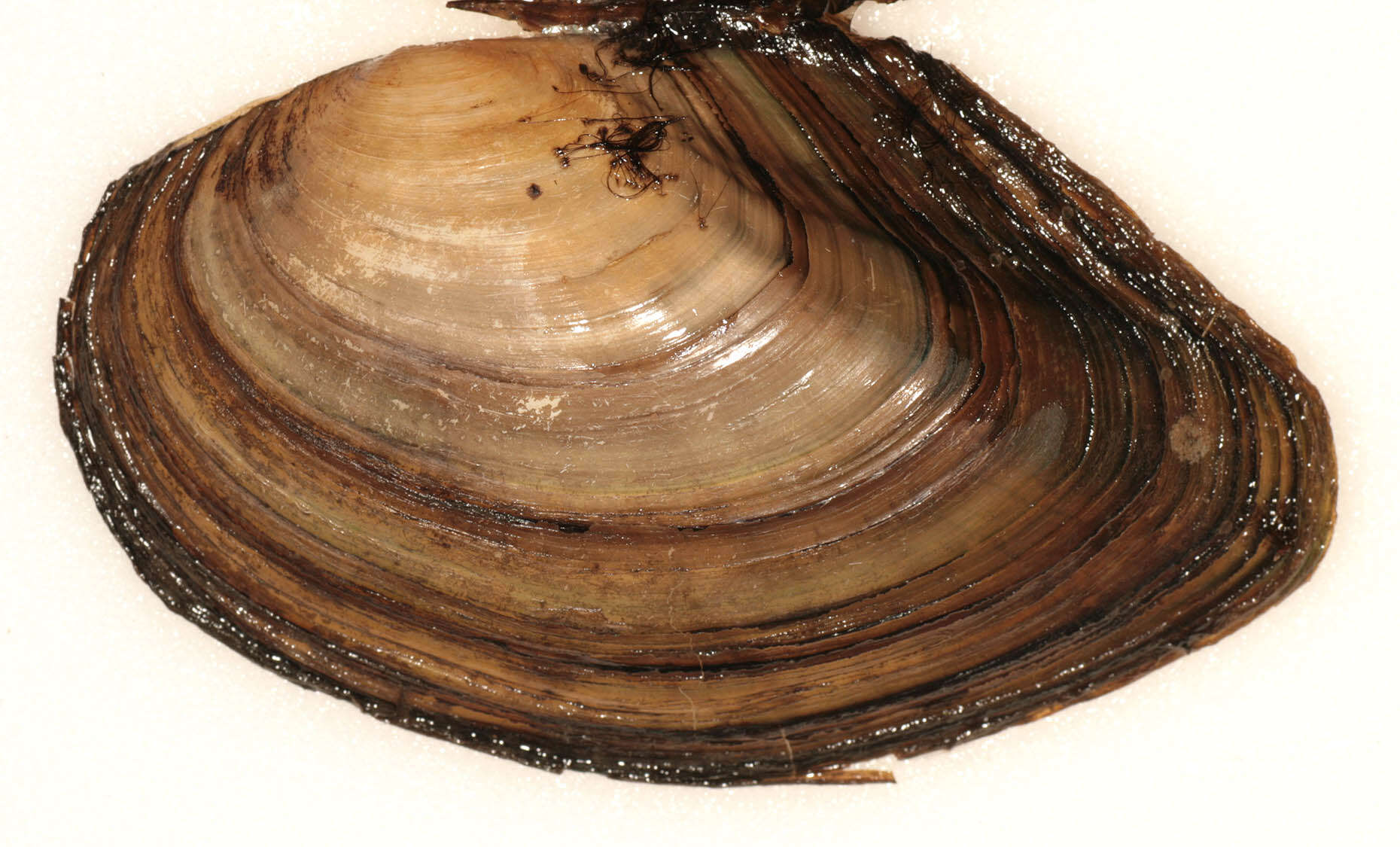 Image of duck mussel