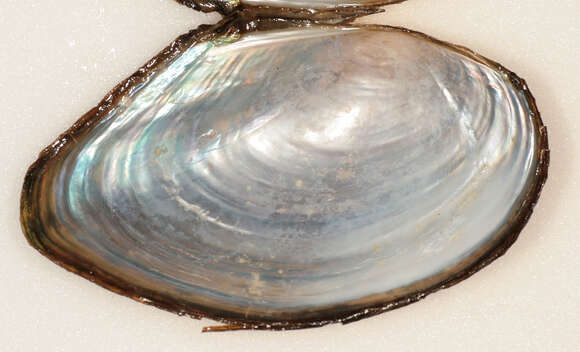 Image of duck mussel