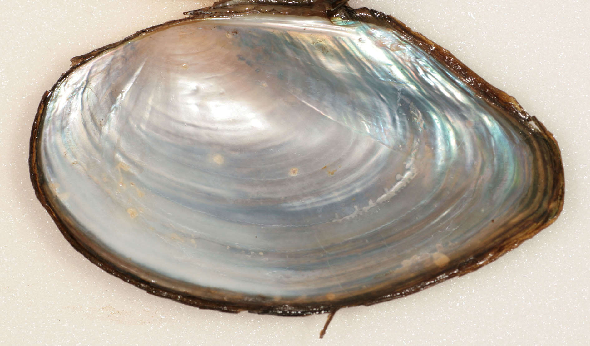 Image of duck mussel